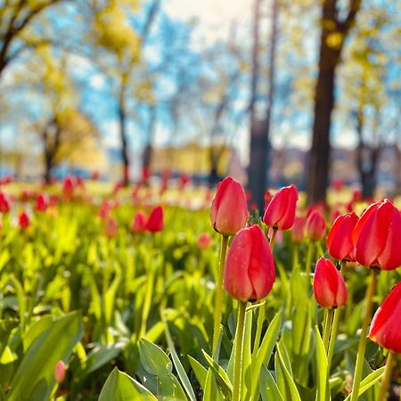 Schoene Aussichten Mitten In Berlin - Il Sole Exteriör bild